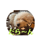 ぼく、福丸です。（個別スタンプ：7）