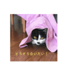 まめ氏（個別スタンプ：1）