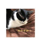 まめ氏（個別スタンプ：2）