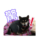 箱入り娘黒柴まろさま2（個別スタンプ：3）