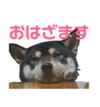 箱入り娘黒柴まろさま2（個別スタンプ：5）