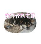 箱入り娘黒柴まろさま2（個別スタンプ：6）