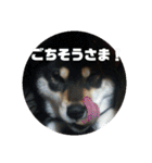 箱入り娘黒柴まろさま2（個別スタンプ：13）