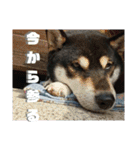 箱入り娘黒柴まろさま2（個別スタンプ：17）