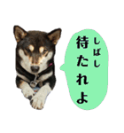 箱入り娘黒柴まろさま2（個別スタンプ：18）
