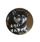 箱入り娘黒柴まろさま2（個別スタンプ：20）