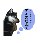 箱入り娘黒柴まろさま2（個別スタンプ：21）