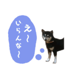箱入り娘黒柴まろさま2（個別スタンプ：22）