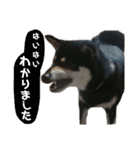 箱入り娘黒柴まろさま2（個別スタンプ：23）