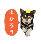 箱入り娘黒柴まろさま2（個別スタンプ：25）