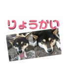 箱入り娘黒柴まろさま2（個別スタンプ：26）