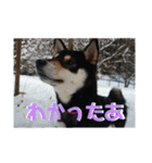 箱入り娘黒柴まろさま2（個別スタンプ：27）