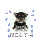 箱入り娘黒柴まろさま2（個別スタンプ：31）