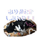 箱入り娘黒柴まろさま2（個別スタンプ：33）