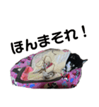 箱入り娘黒柴まろさま2（個別スタンプ：34）
