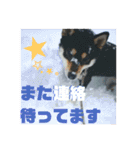 箱入り娘黒柴まろさま2（個別スタンプ：36）