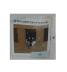 箱入り娘黒柴まろさま2（個別スタンプ：39）