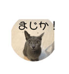 くるみの猫スタンプ（個別スタンプ：2）