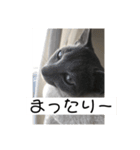 くるみの猫スタンプ（個別スタンプ：3）