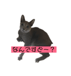 くるみの猫スタンプ（個別スタンプ：6）