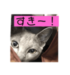 くるみの猫スタンプ（個別スタンプ：7）