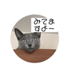 くるみの猫スタンプ（個別スタンプ：8）