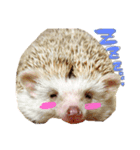 ハリネズミ小梅（個別スタンプ：1）