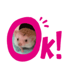 ハリネズミ小梅（個別スタンプ：5）