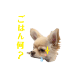 ガンモStyle（個別スタンプ：15）