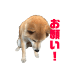 たろうまみれ 2（個別スタンプ：33）