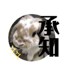 まこら先生 語録（個別スタンプ：6）