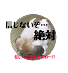まこら先生 語録（個別スタンプ：12）