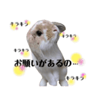 まこら先生 語録（個別スタンプ：24）
