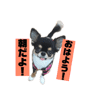 チンチョコ   お買い得40個（個別スタンプ：1）