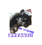 チンチョコ   お買い得40個（個別スタンプ：3）