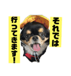 チンチョコ   お買い得40個（個別スタンプ：5）