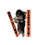 チンチョコ   お買い得40個（個別スタンプ：11）