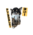 チンチョコ   お買い得40個（個別スタンプ：15）