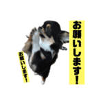 チンチョコ   お買い得40個（個別スタンプ：25）