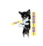 チンチョコ   お買い得40個（個別スタンプ：26）