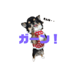 チンチョコ   お買い得40個（個別スタンプ：30）