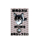 チンチョコ   お買い得40個（個別スタンプ：37）