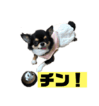 チンチョコ   お買い得40個（個別スタンプ：38）