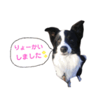 bordercolley.sugar＆salt（個別スタンプ：20）