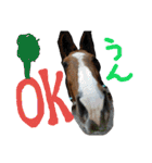 MOHALAな仲間（個別スタンプ：1）