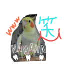 MOHALAな仲間（個別スタンプ：6）