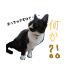 MOHALAな仲間（個別スタンプ：10）