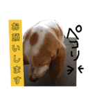MOHALAな仲間（個別スタンプ：21）