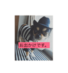 しんじゅのわんことしんじゅ2（個別スタンプ：10）