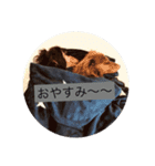 しんじゅのわんことしんじゅ2（個別スタンプ：12）
